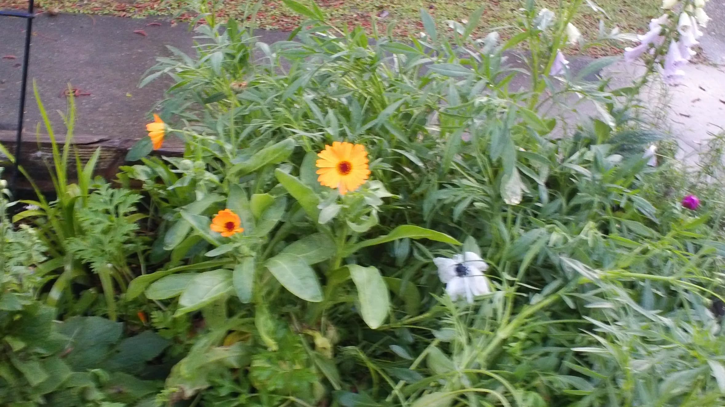 DSC00042.webp